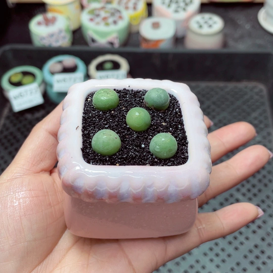 w6724 -零下地区拍保温箱-15支持寄养