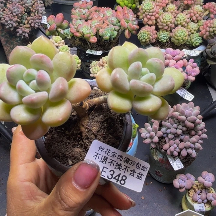 泡泡糖348/7cm有砍