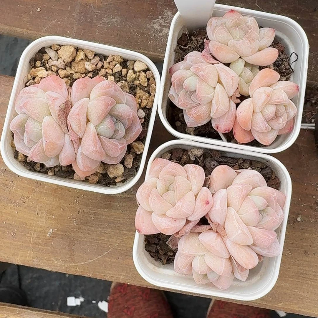 福利冰玉3颗1302