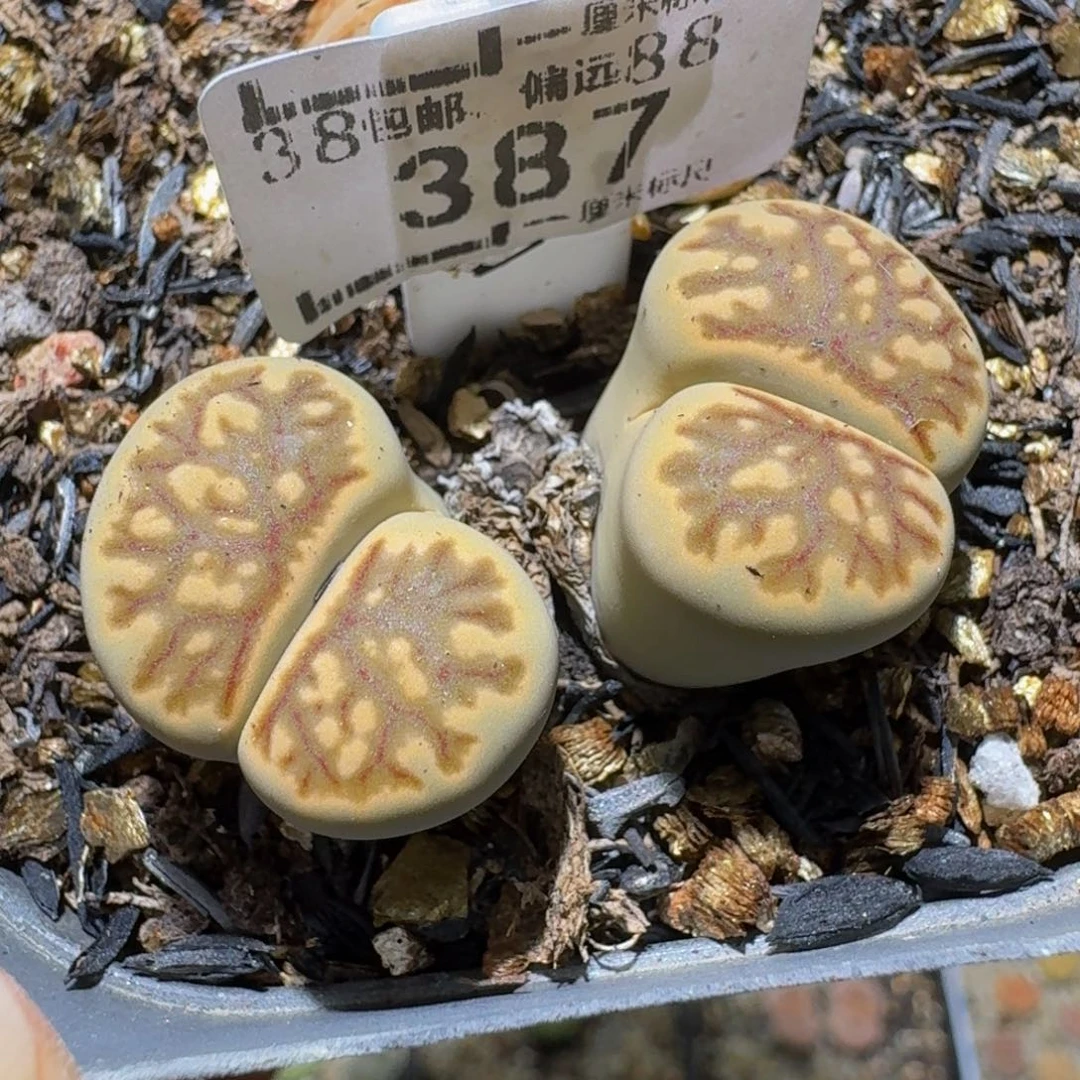 Ssssss便宜出了清货387