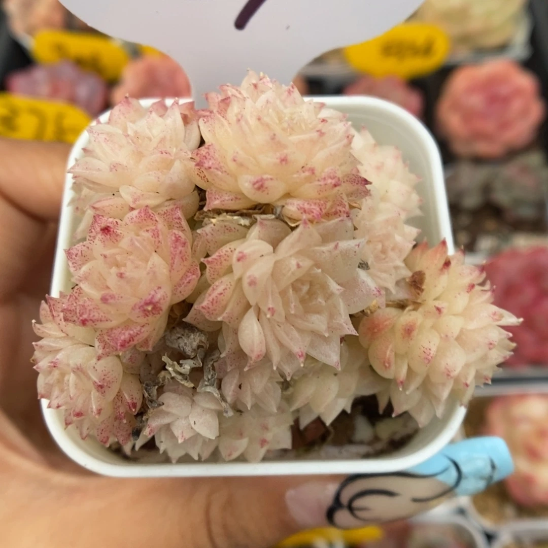 粉油透麦秆群生524号