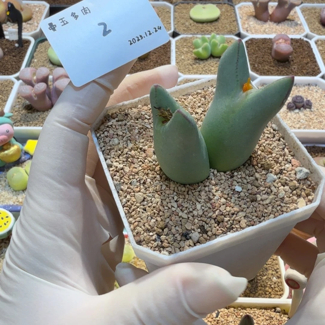 小****多肉多肉多肉12.24-002