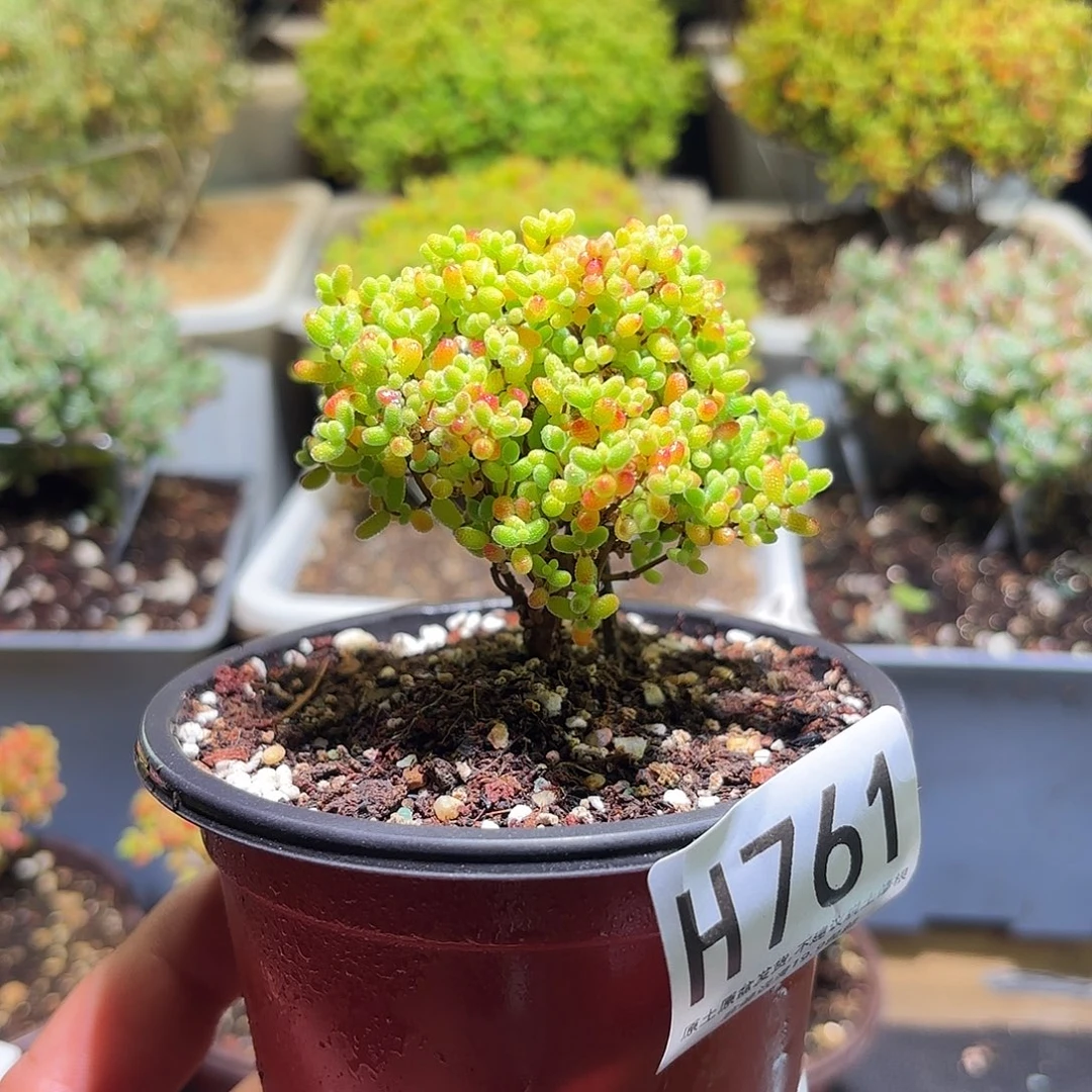 枝干番杏密橘糖球H761