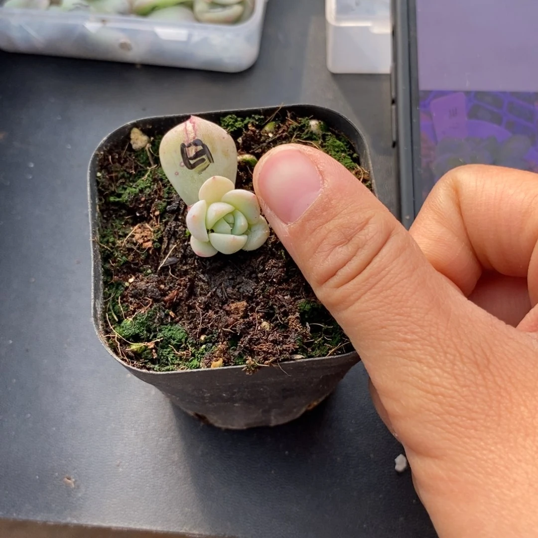 白泽穴盘小小苗一个多肉