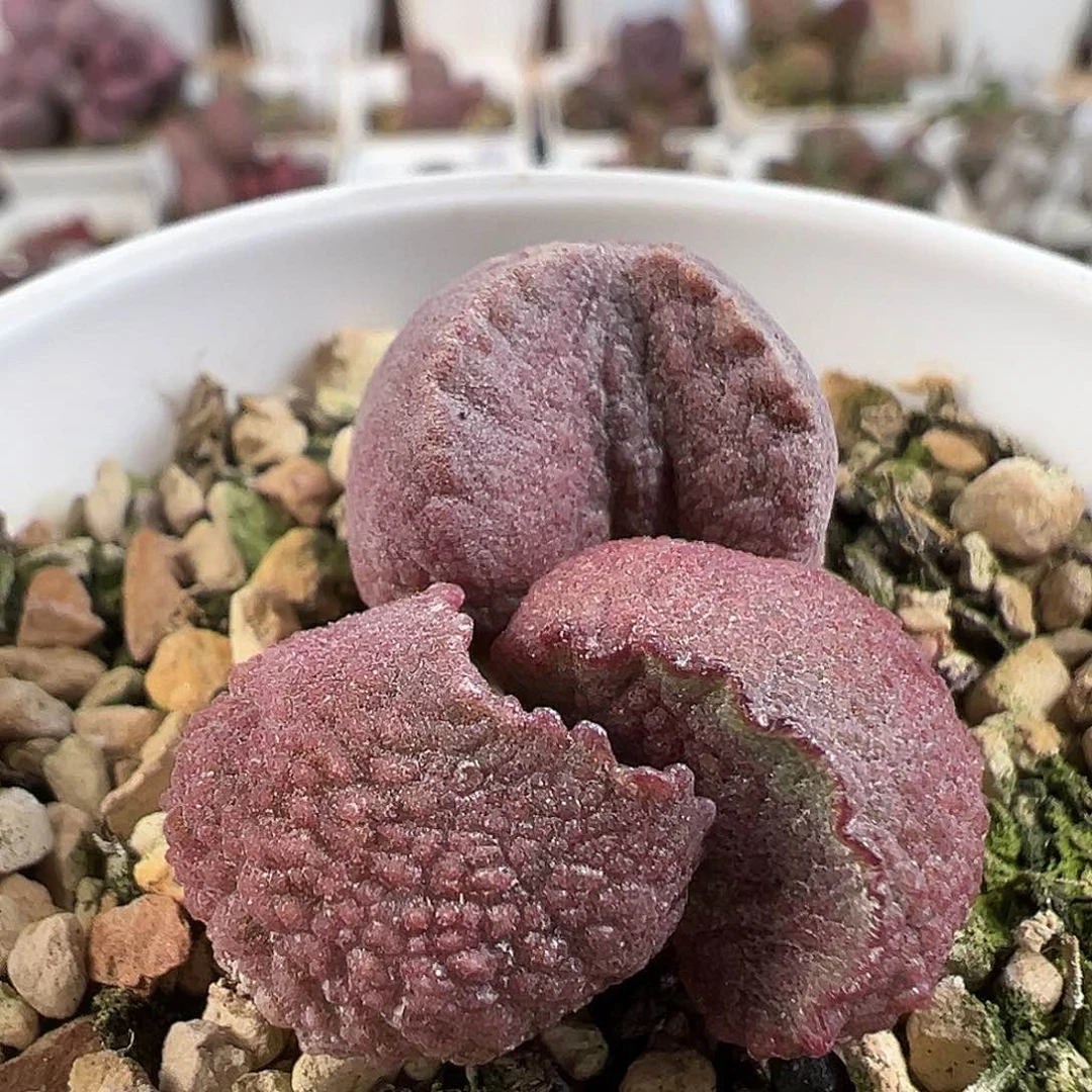 实生新品多肉水泡植物