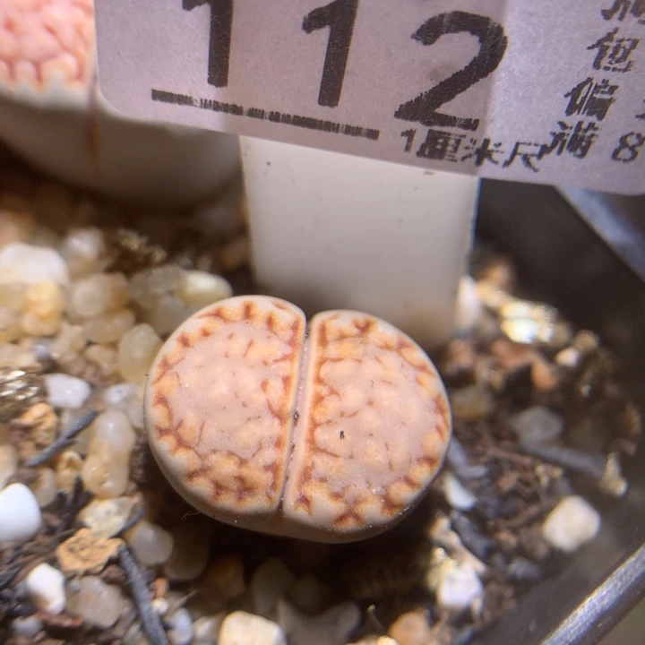 精品生石花118.112