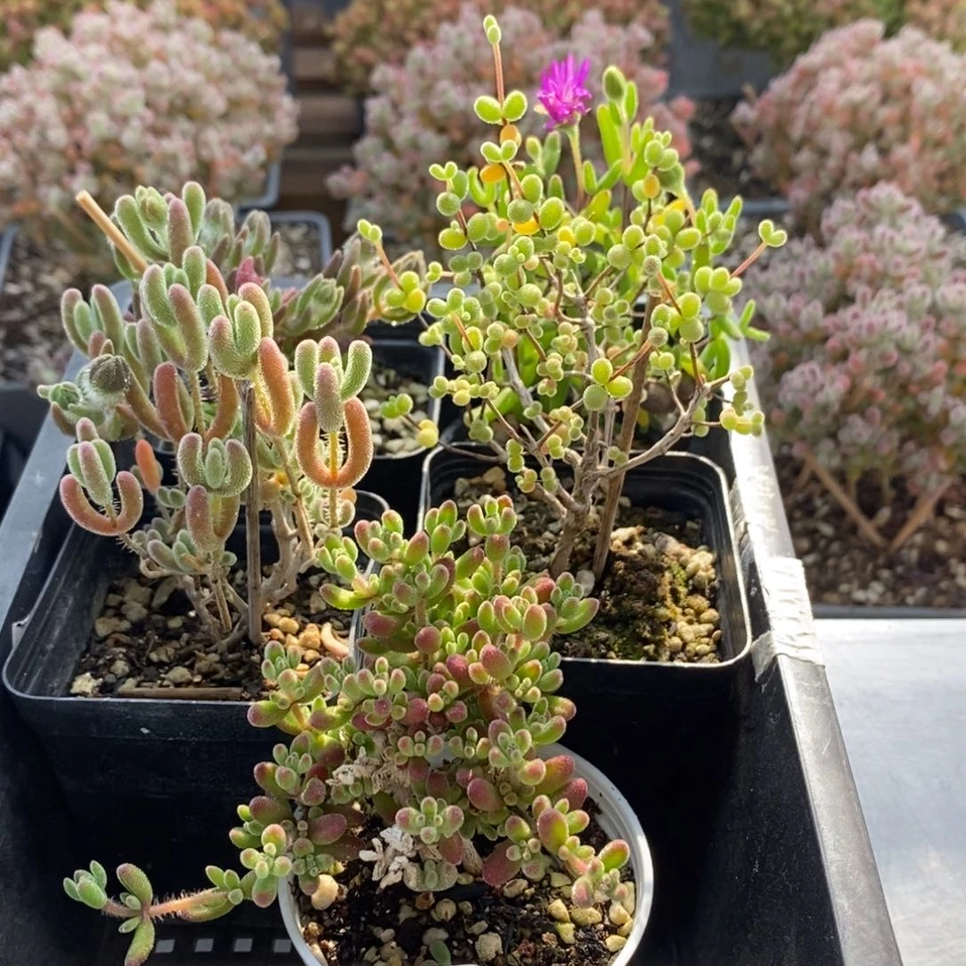 ?****心组合5421枝干番杏