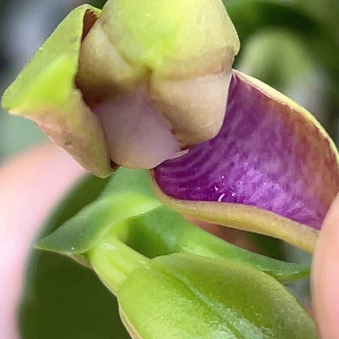 全部花苞yc208，反射龙交品2.5放漏