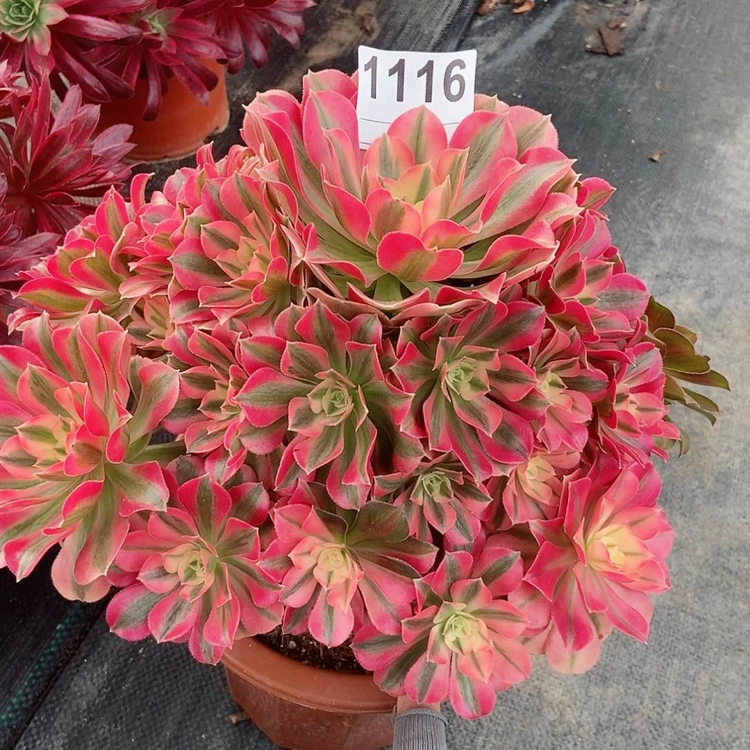 红陶一**光1116女巫4多肉