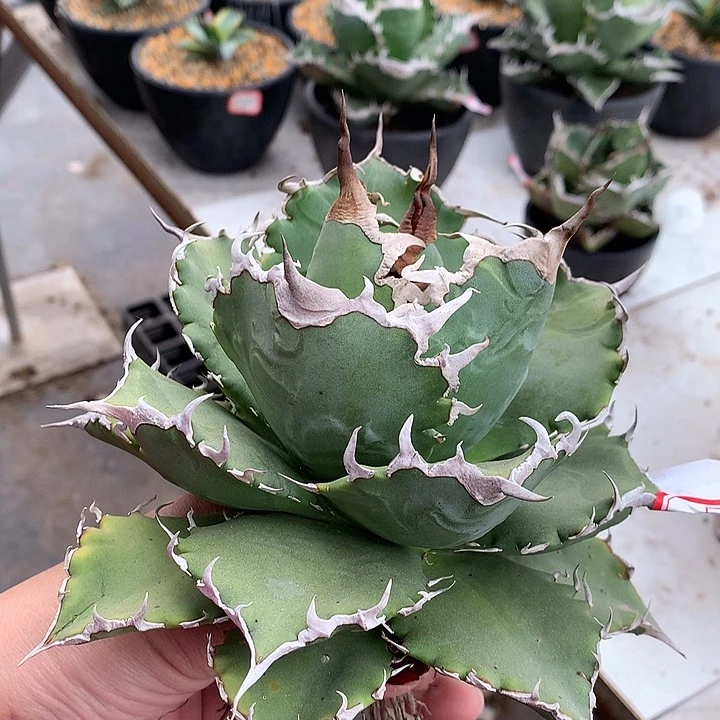 391南霸王1111111111