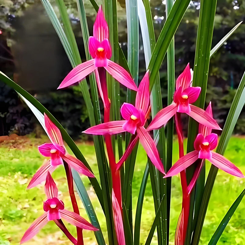 春剑名品【都江红素】当年开花壮苗浓香好养室内阳台国兰花卉