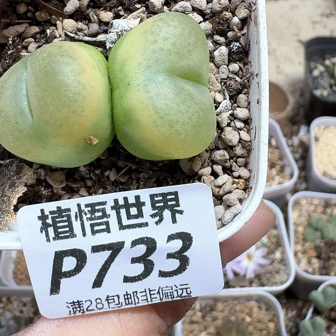 多肉植物的润泽秀秀