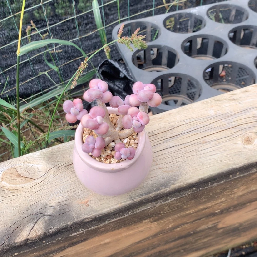 *****我们就能成为好老师哦