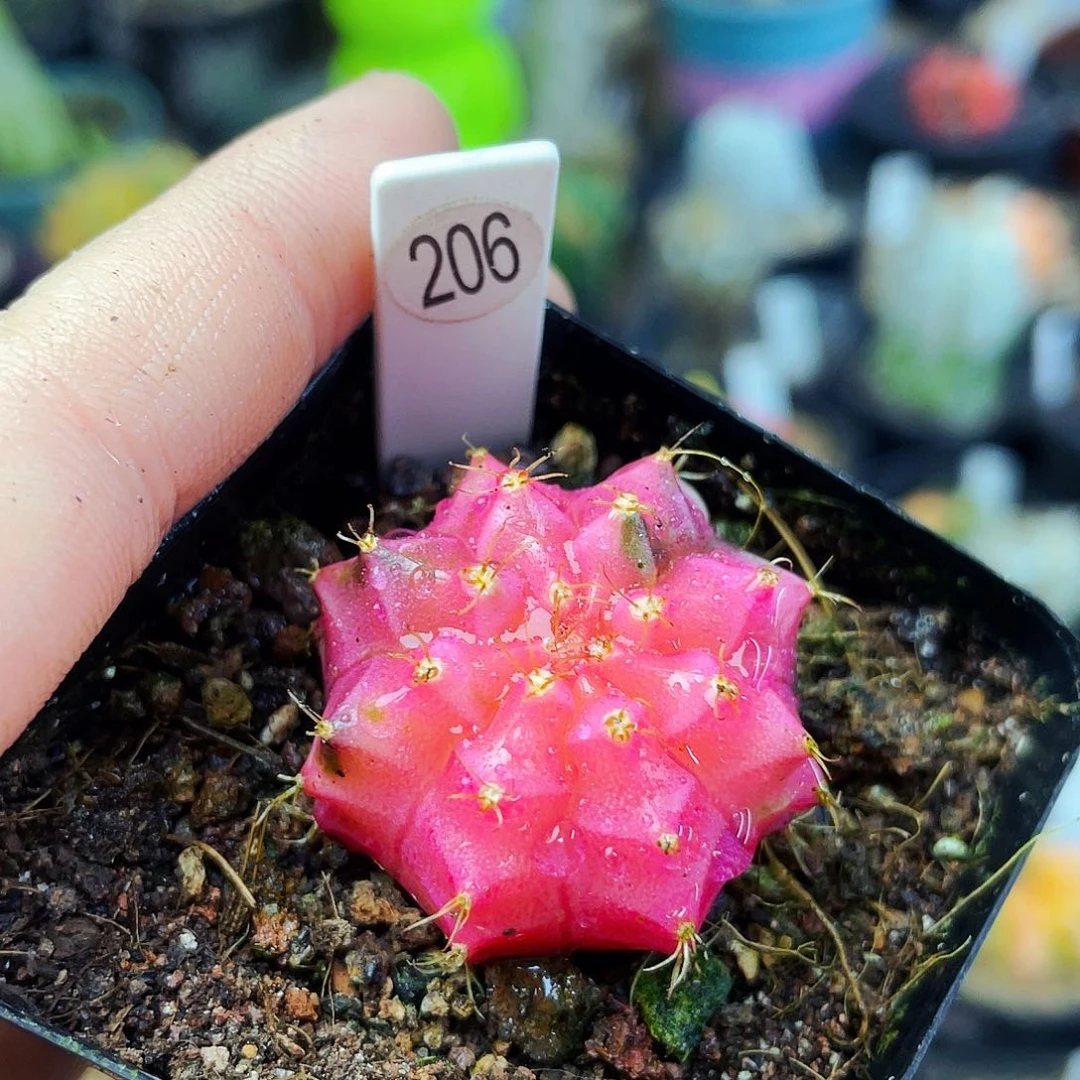 天***球非偏远地区满25包邮仙人球