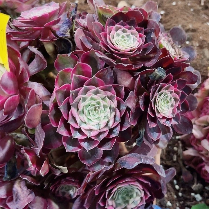 多肉植物福利1778