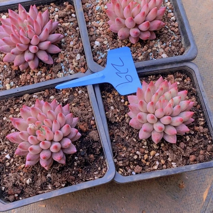 留****你这么多都要我买呀