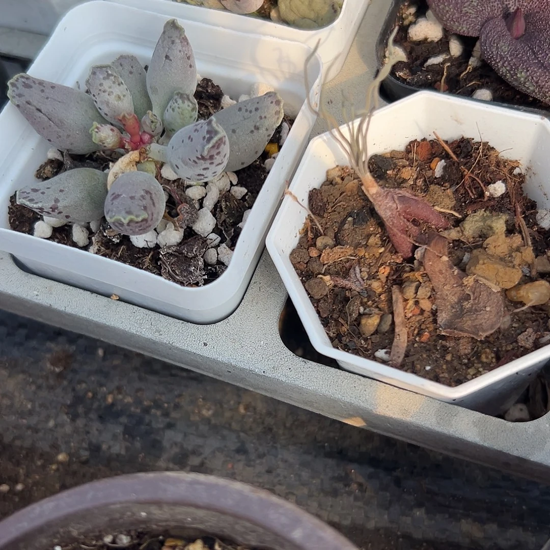 多肉植物方便面弹簧草