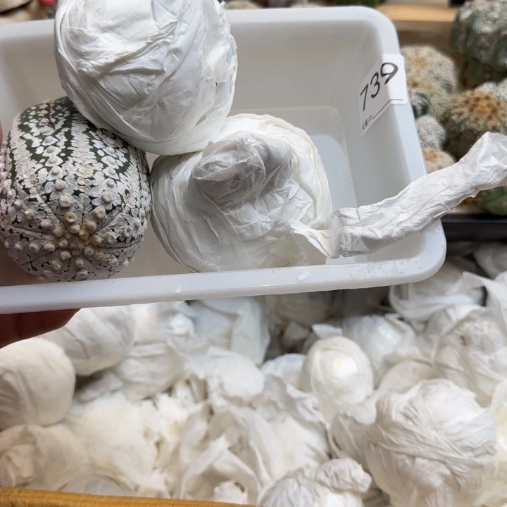 兜星球仙人球739号