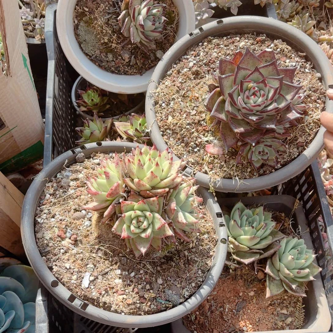 乌木  7克       20