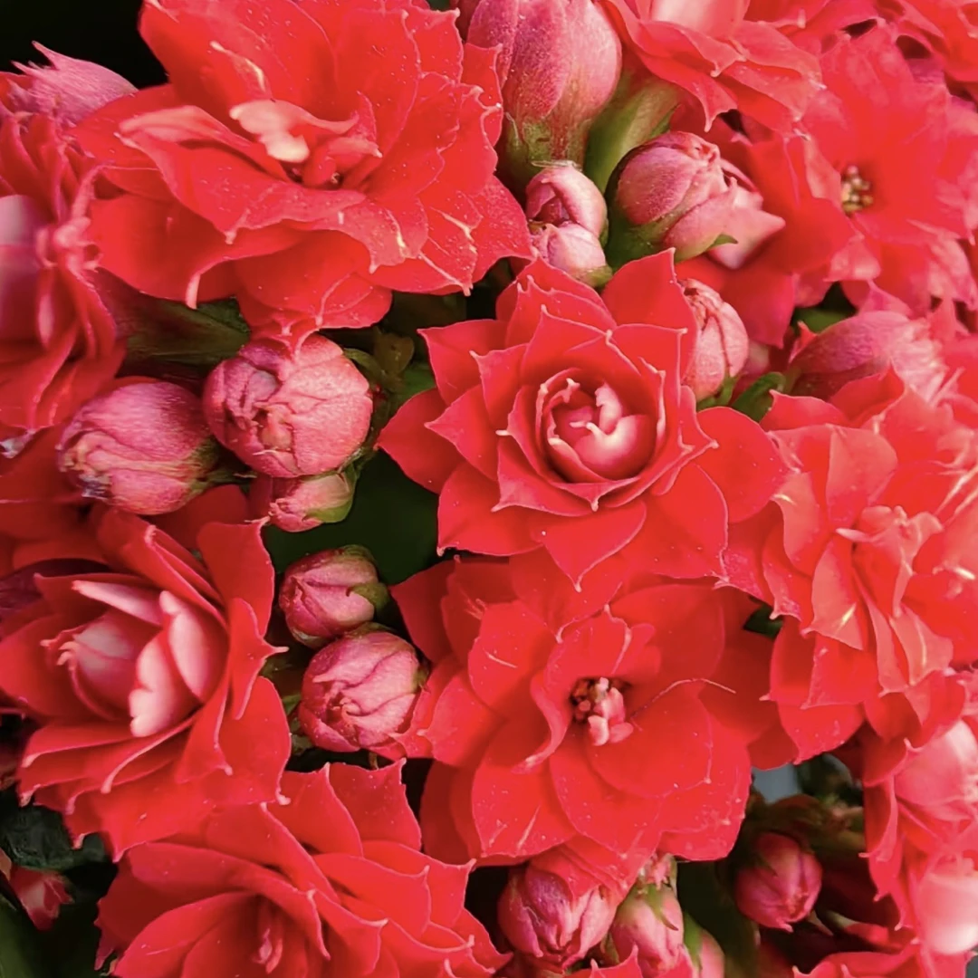 长寿花【阿玛朵】110盆花苞发货