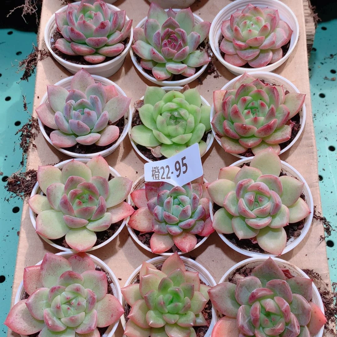 22-95一物一拍多肉带盆18颗