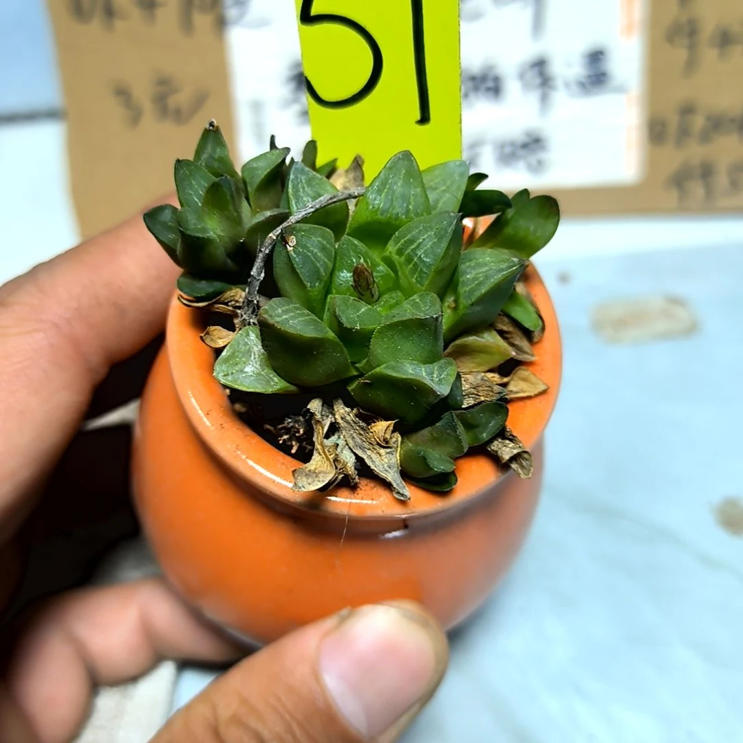 满6元包邮，#51姬寿带崽