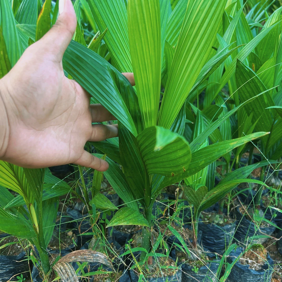 海南本地槟榔树苗
