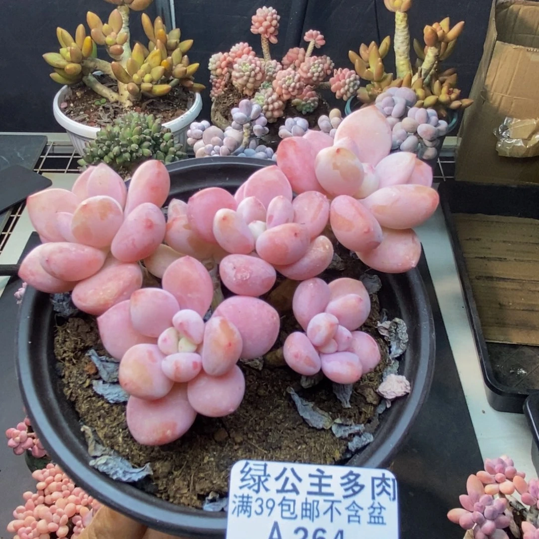 264樱花洛神多肉8c m