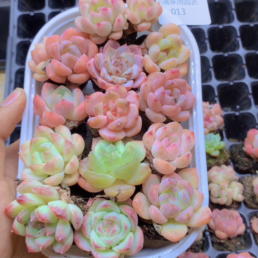 我也想要这样一款面膜013