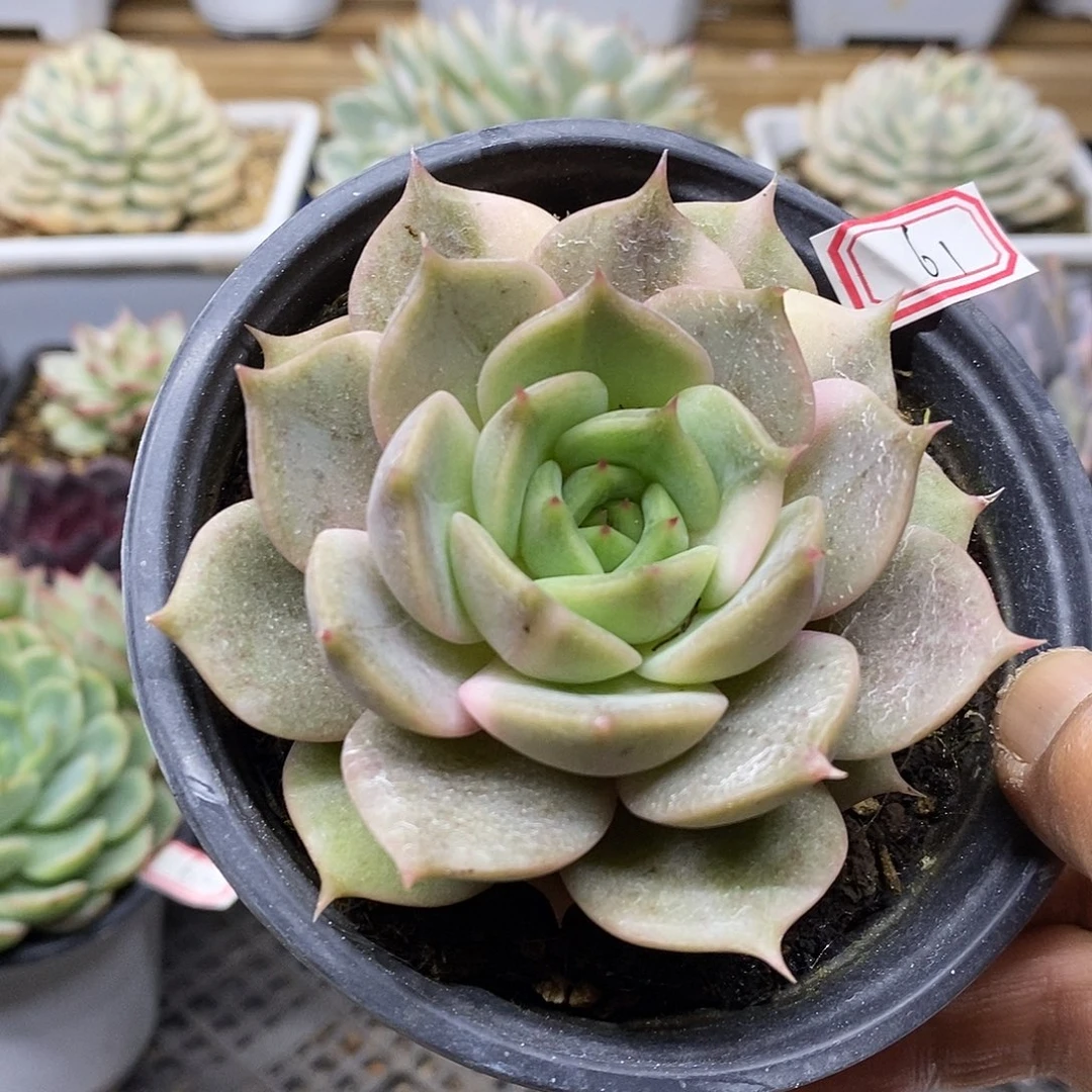 1261 福利贝加尔湖了 不售后