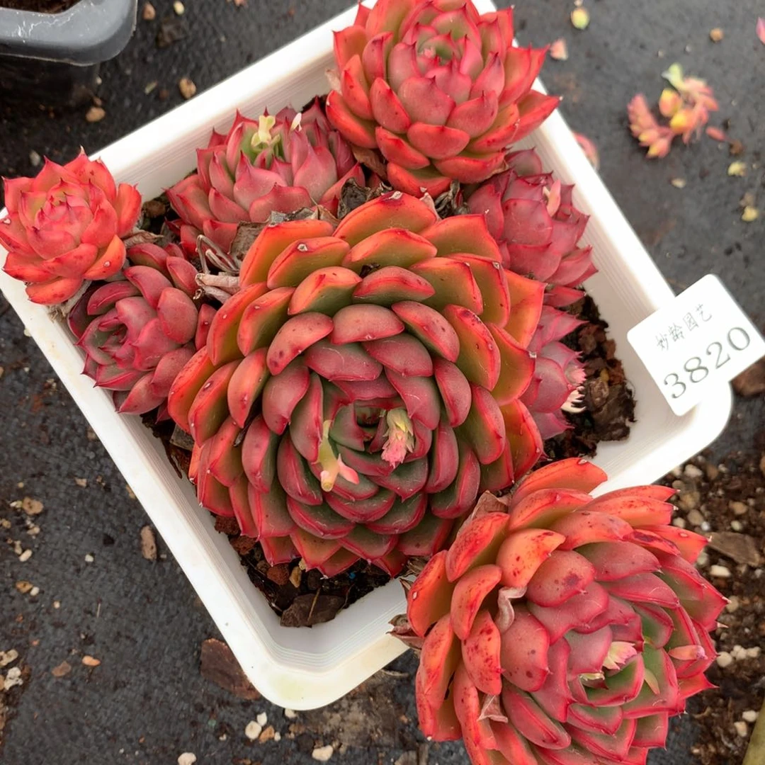 3820杂交多肉老桩