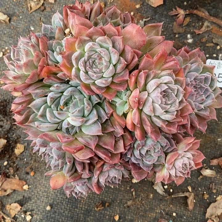 2549杂交老桩基地～18厘米