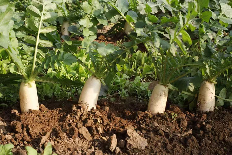 云南露天白萝卜 带泥发货不泡不洗5/9斤