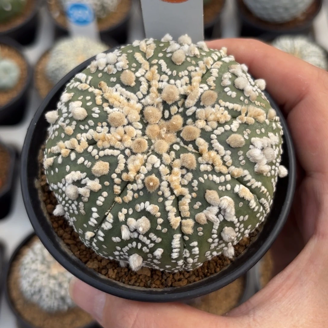 63实生花园兜带盆带土发货