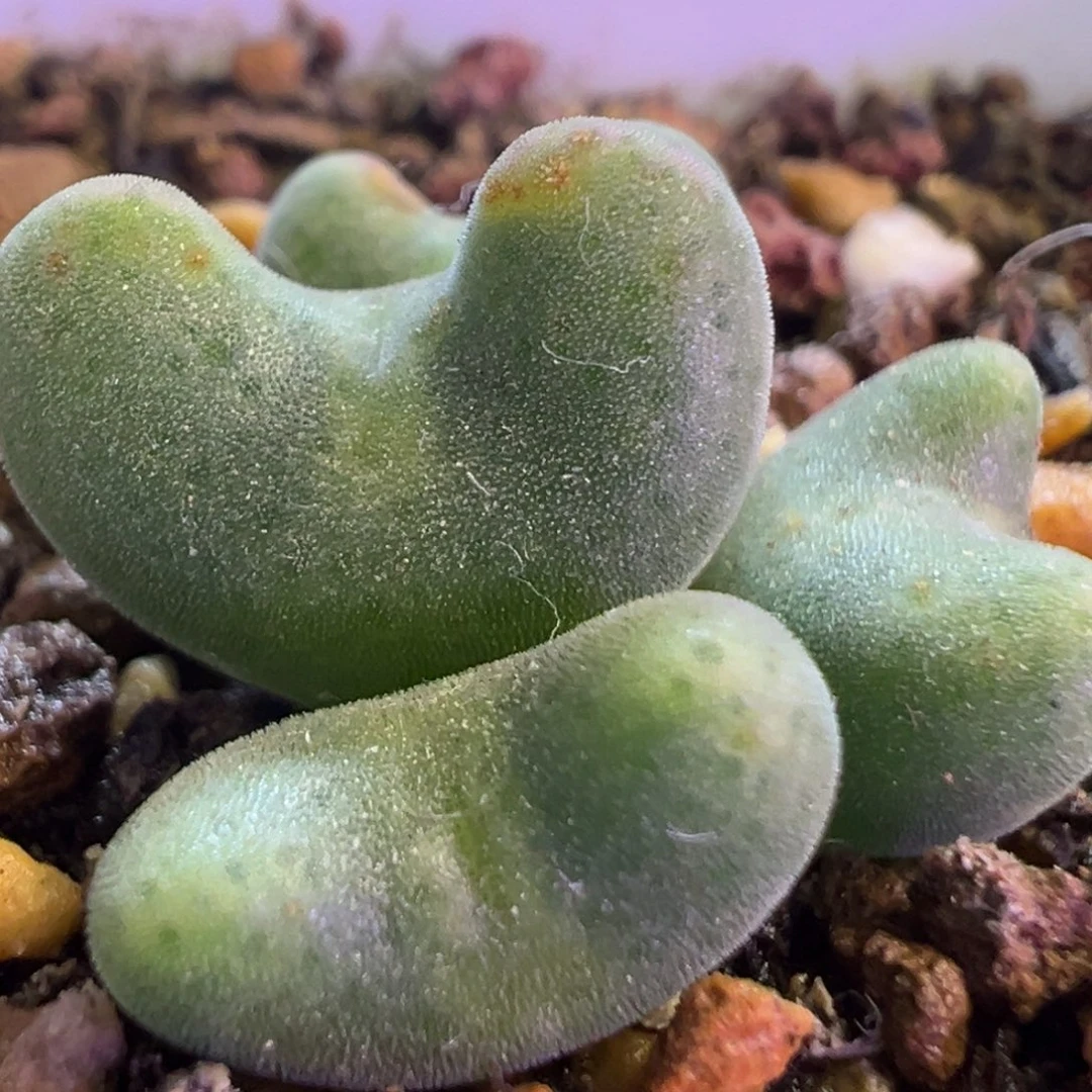 精品毛弹弓 肉锥植物