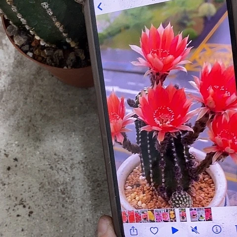 红金刚仙人球，2689900