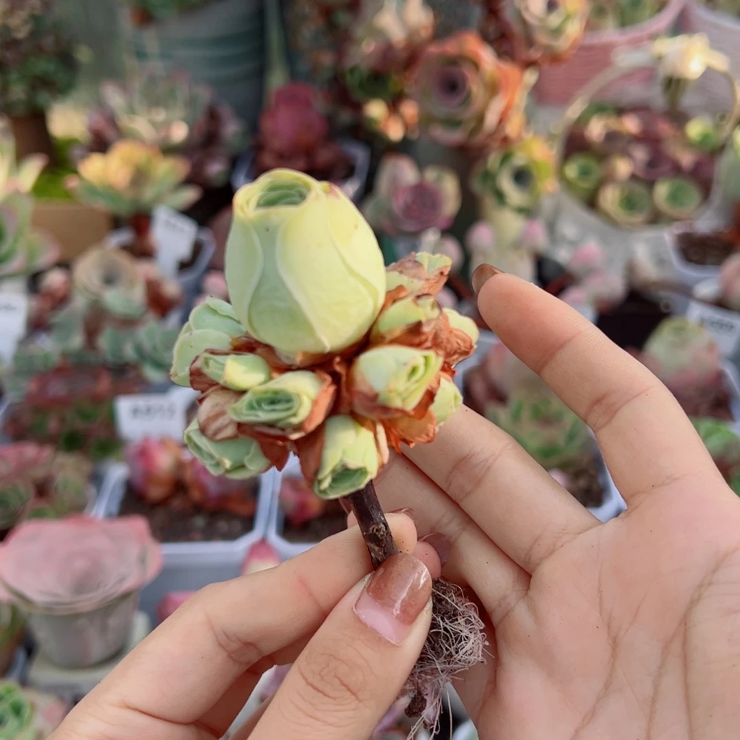 490黄玫瑰双层手捧花。