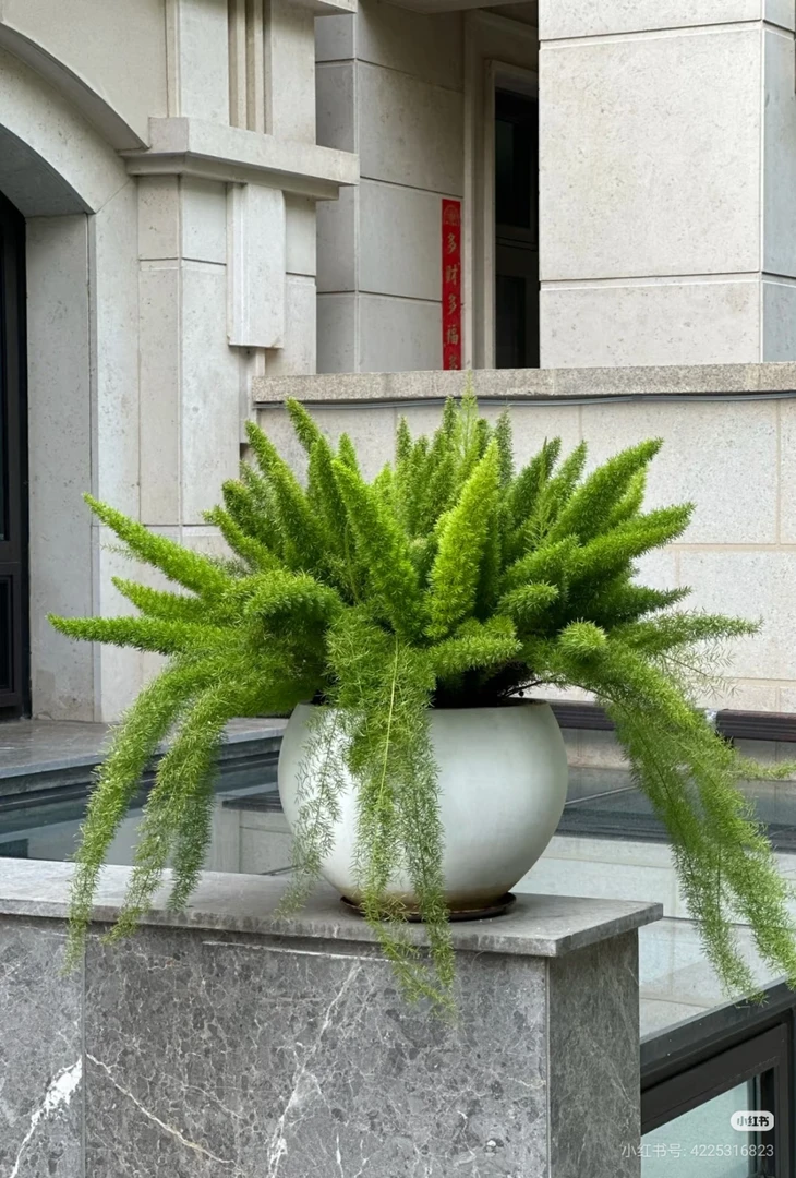 狐尾天门冬绿植绿植大盆栽盆栽四季常青耐热耐寒适合庭院阳台种植