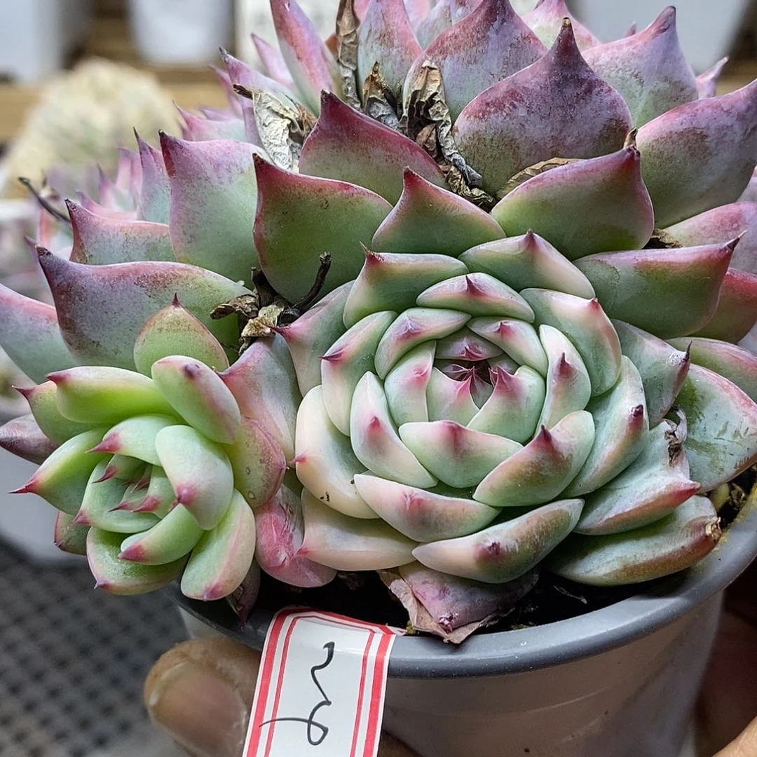 0124 福利吉娃娃锦 不售后