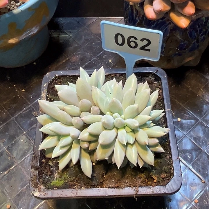 小***-多肉植物哥特缀062