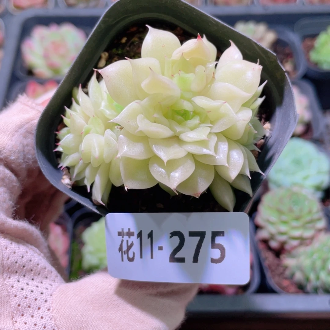 花利美11-275麦秆群