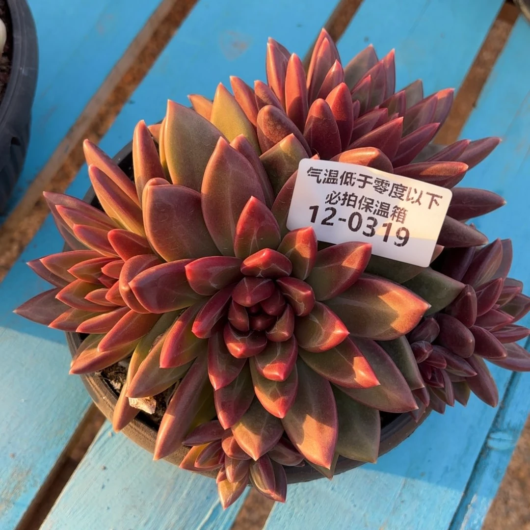 0319迷雾泡泡群多肉植物
