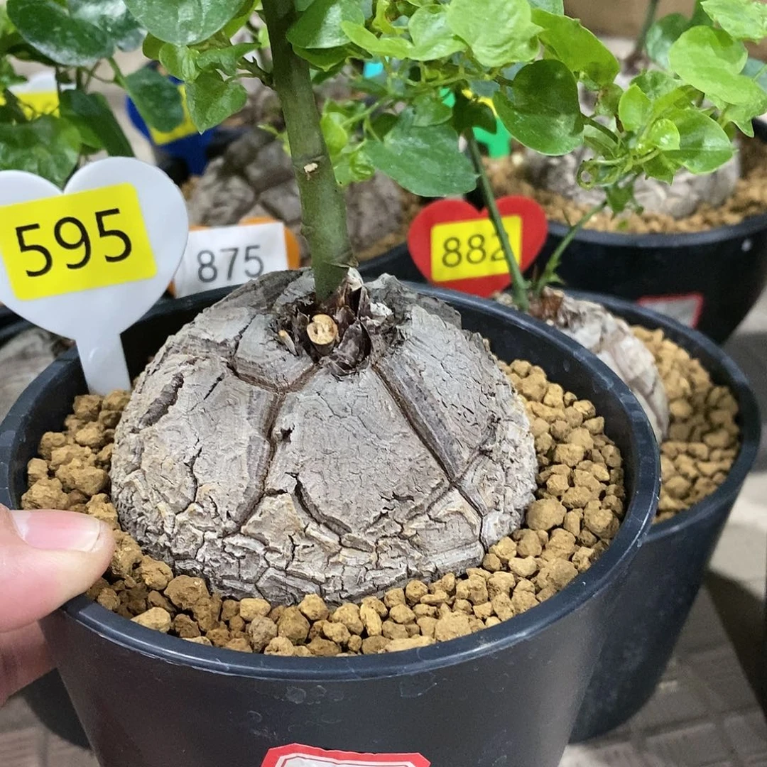 南非龟甲龙龟甲龙