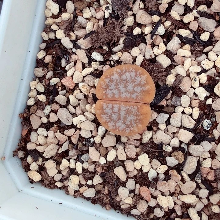 是一个不想被束缚到自己319