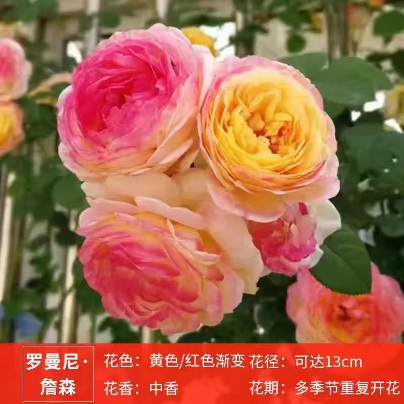 詹森  爬藤月季 四季开花  大花浓香