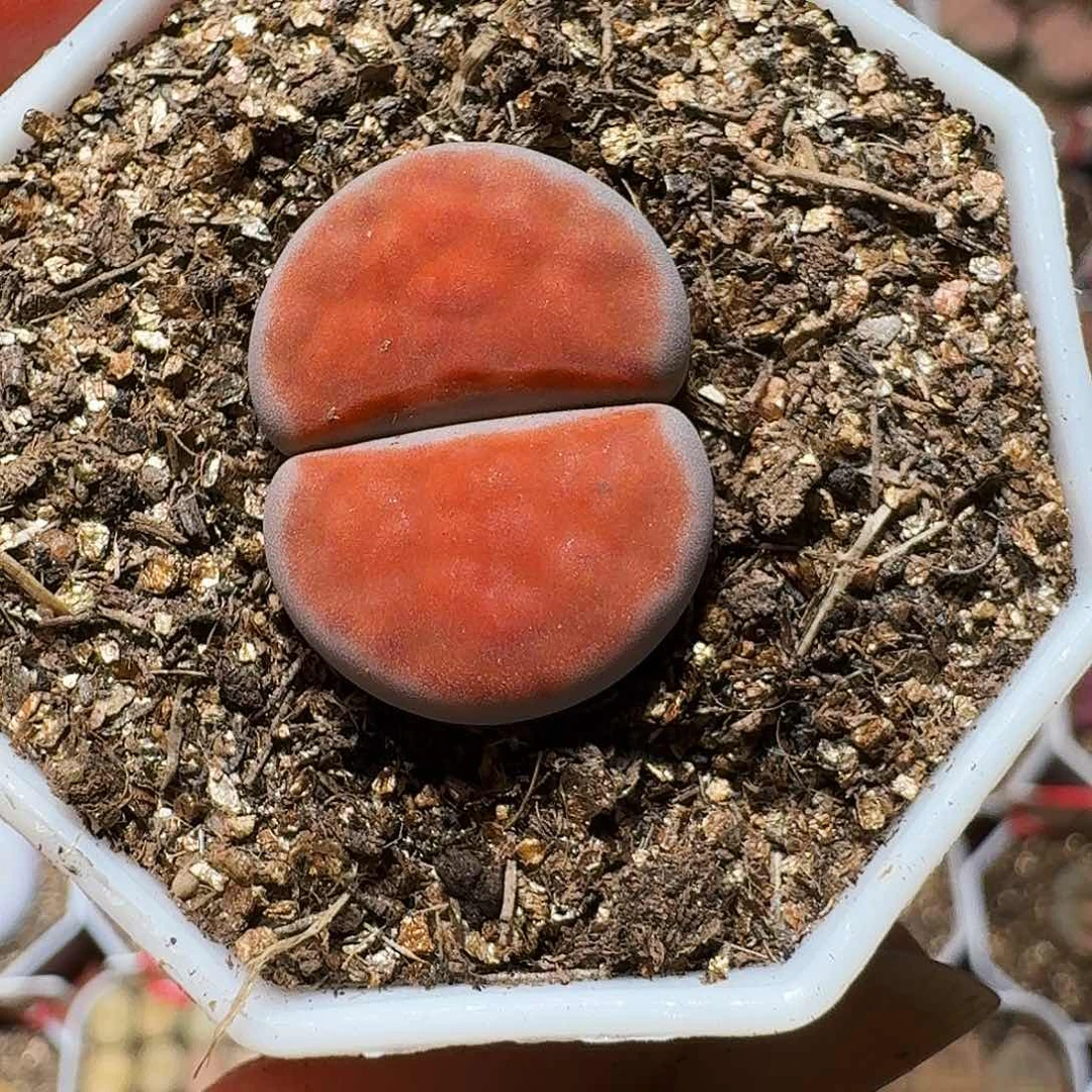 生石花33:：/。   138
