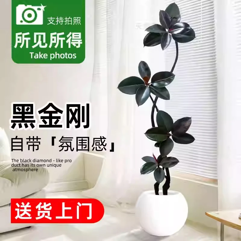 橡皮树 大型盆栽绿植造型室内办公室客厅大盆栽 黑金刚 源头直发