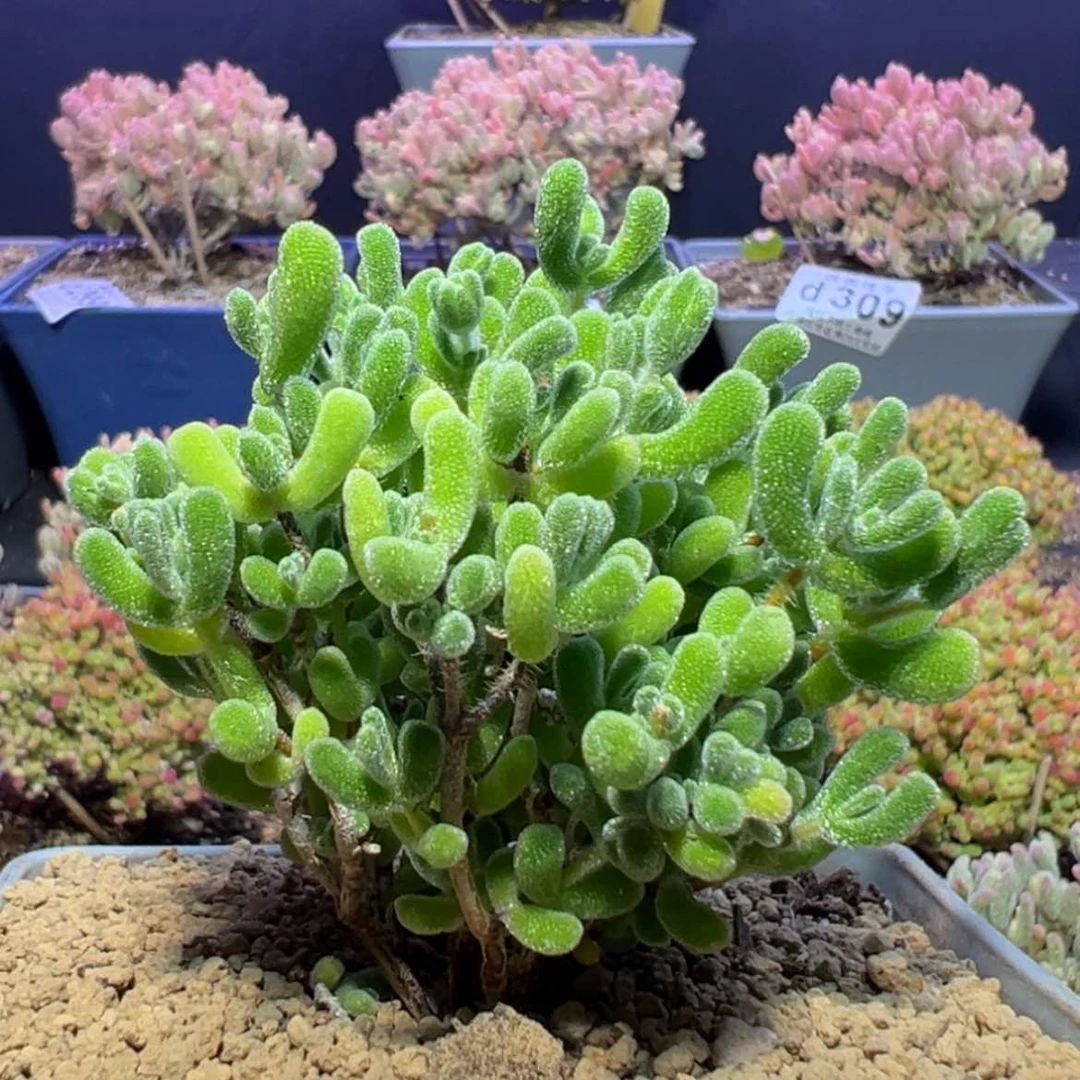 【闪购商品】d392小星星枝干番杏