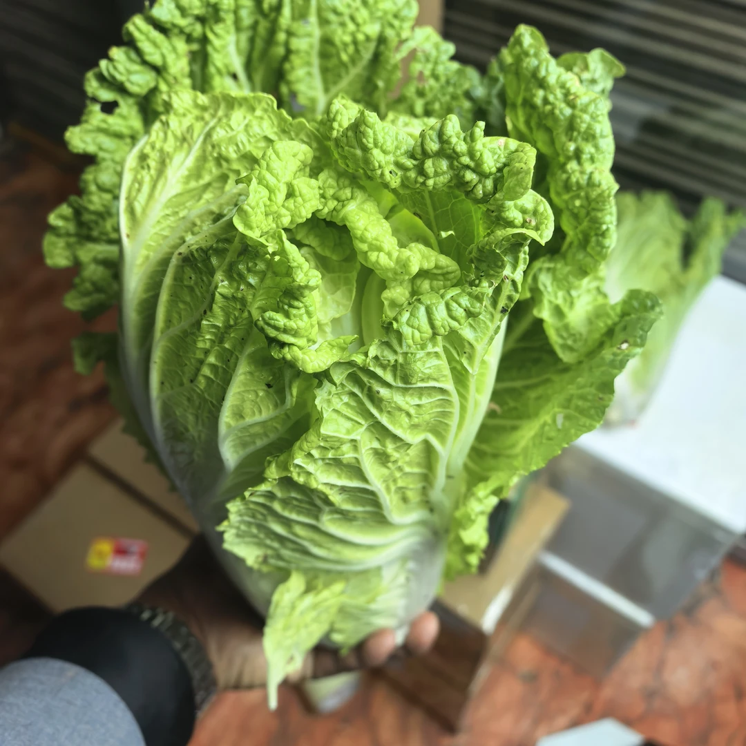 贵州露天种植大白菜新鲜应季蔬菜