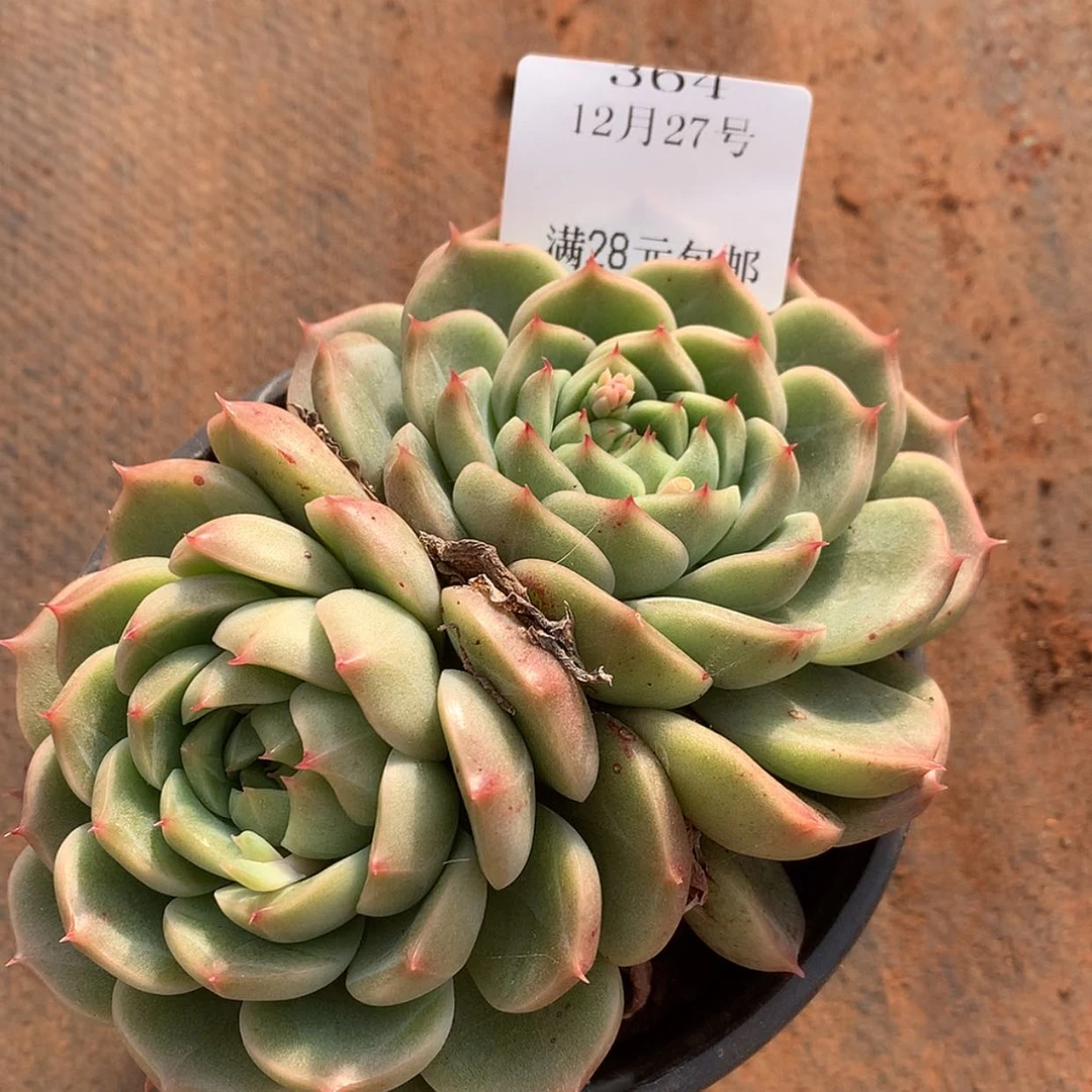 【闪购商品】云364号